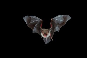 Scopri di più sull'articolo Nuovi Radar Planetari Ispirati ai Pipistrelli