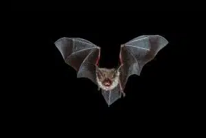Nuovi Radar Planetari Ispirati ai Pipistrelli