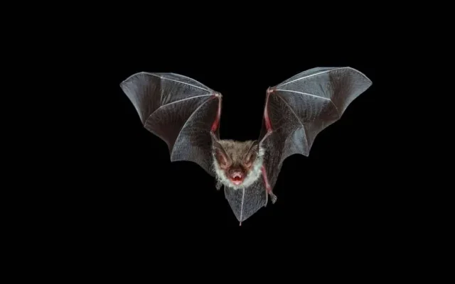 Nuovi Radar Planetari Ispirati ai Pipistrelli