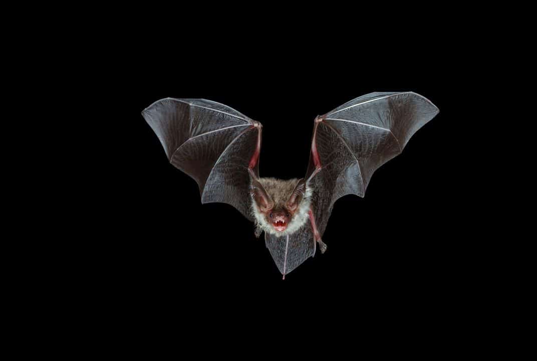 Nuovi Radar Planetari Ispirati ai Pipistrelli