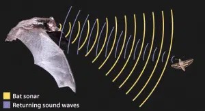 Scopri tutto su pipistrelli e ultrasuoni.