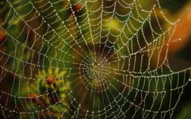 Scoperte le Proprietà Incredibili delle Ragnatele