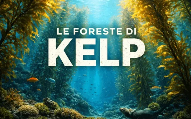 le foreste di kelp