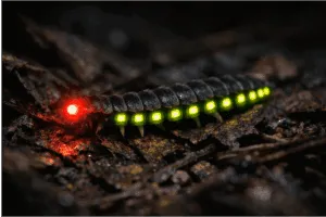 railroad worm bioluminescenza